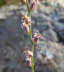 Streptanthus brachiatus