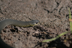Elapognathus minor