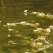 Small-fruited Water-Crowfoot - Photo (c) אריאל שמיר, some rights reserved (CC BY-NC), uploaded by אריאל שמיר