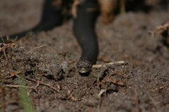 Elapognathus minor