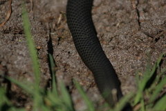 Elapognathus minor