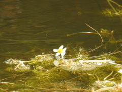 Ranunculus saniculifolius