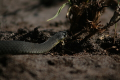 Elapognathus minor