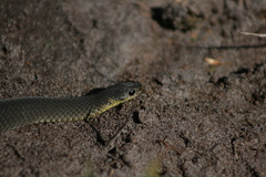 Elapognathus minor
