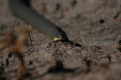 Elapognathus minor