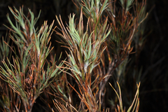 Dracophyllum oliveri