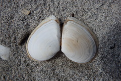 Macoma