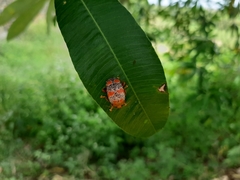 Podontia
