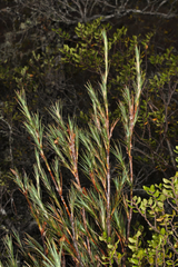 Dracophyllum oliveri