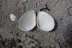 Macoma
