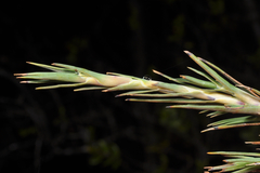 Dracophyllum oliveri