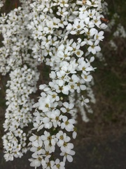 Prunus ssiori
