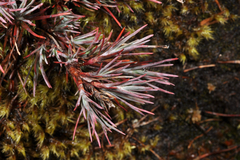 Dracophyllum oliveri