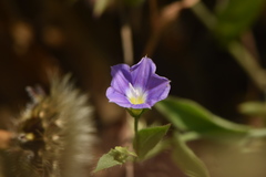 Convolvulus siculus siculus