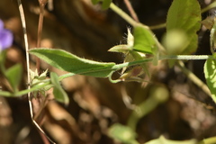 Convolvulus siculus siculus
