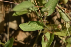 Convolvulus siculus siculus
