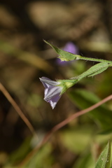 Convolvulus siculus siculus