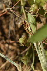 Convolvulus siculus siculus