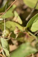 Convolvulus siculus siculus
