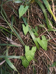 Calystegia marginata