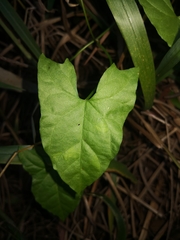 Calystegia marginata