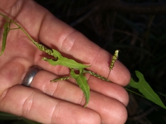 Calystegia marginata