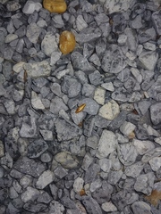 Chorisoneura texensis