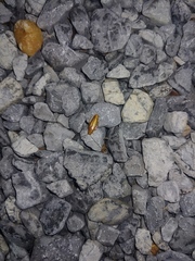 Chorisoneura texensis