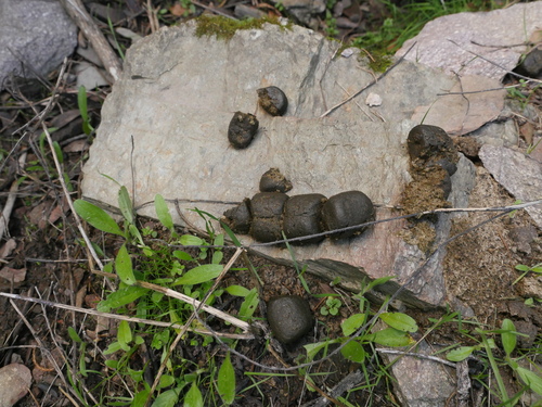 Vombatidae