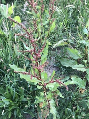 Rumex obtusifolius