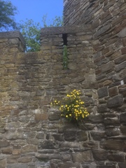 Hieracium amplexicaule