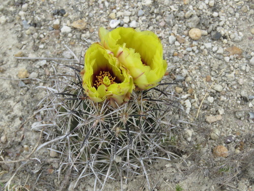Coryphantha salinensis (Coryphantha salinensis)