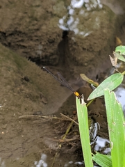 Prodasineura croconota