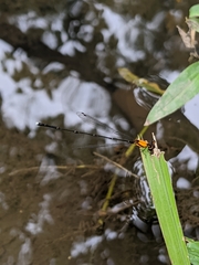 Prodasineura croconota