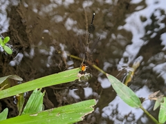 Prodasineura croconota
