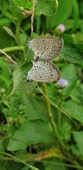 Zizeeria karsandra