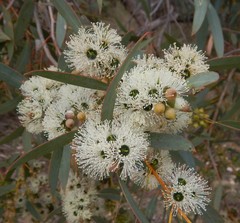 Eucalyptus diversifolia