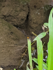 Prodasineura croconota