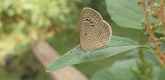 Zizeeria karsandra