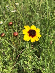 Coreopsis tinctoria