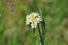 Toxicoscordion venenosum