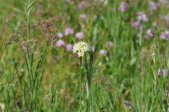 Toxicoscordion venenosum