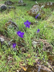 Delphinium variegatum variegatum