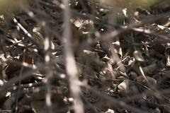 Stenocercus modestus