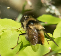 Criorhina bubulcus