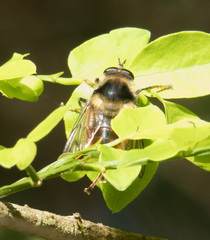 Criorhina bubulcus