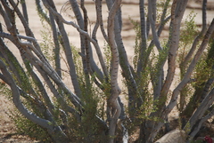 Larrea tridentata