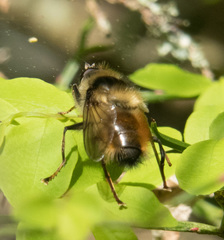 Criorhina bubulcus
