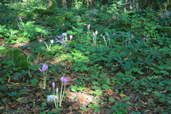 Colchicum speciosum