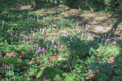 Colchicum speciosum